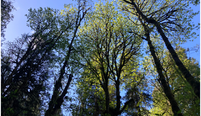 Letter Writing Campaign: a sample letter addressing the proposed highway development in Goldstream&nbsp;Park